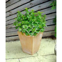 Mięta pieprzowa Mentha x piperita