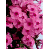 Floks wiechowaty 'Jeff's Pink' Phlox panniculata