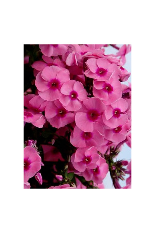 Floks wiechowaty 'Jeff's Pink' Phlox panniculata