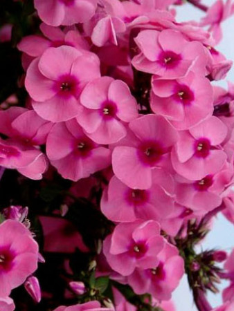 Floks wiechowaty 'Jeff's Pink' Phlox panniculata