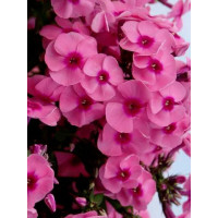 Floks wiechowaty 'Jeff's Pink' Phlox panniculata