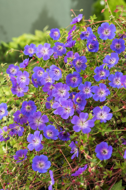 Bodziszek 'Rozanne' | Geranium