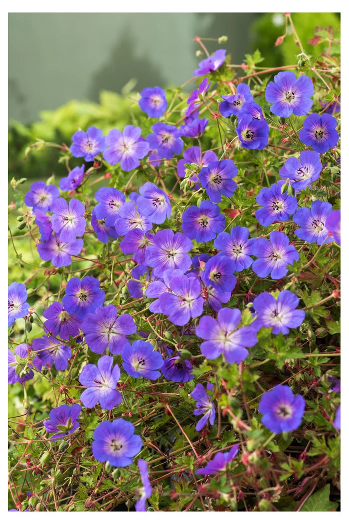 Bodziszek 'Rozanne' | Geranium