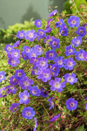 Bodziszek 'Rozanne' | Geranium