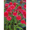 Jeżówka 'PASO Doble Fuchsia' | Echinacea
