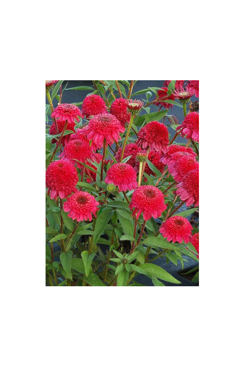 Jeżówka 'PASO Doble Fuchsia' | Echinacea