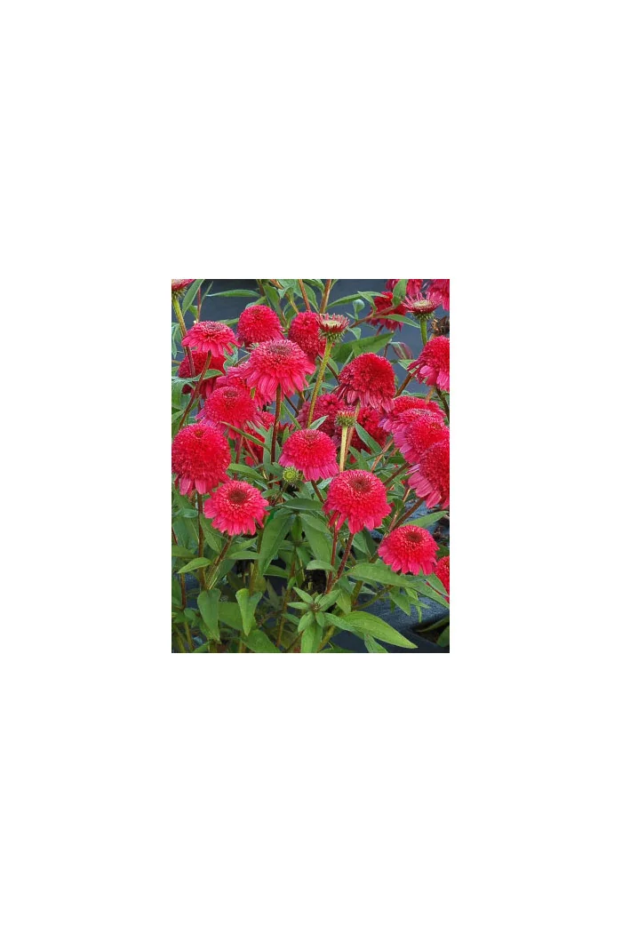 Jeżówka 'PASO Doble Fuchsia' | Echinacea