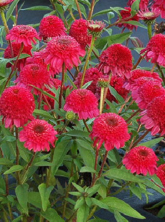 Jeżówka 'PASO Doble Fuchsia' | Echinacea