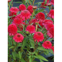 Jeżówka 'PASO Doble Fuchsia' | Echinacea