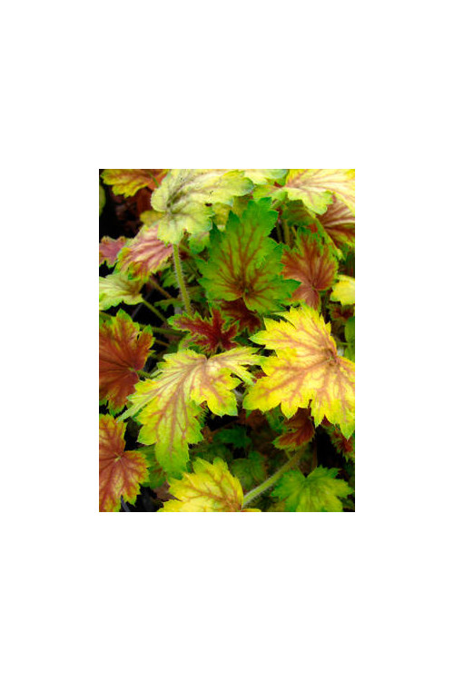 Żurawka 'Picasso' Heuchera