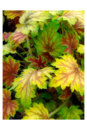 Żurawka 'Picasso' Heuchera