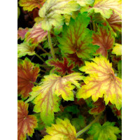 Żurawka 'Picasso' Heuchera