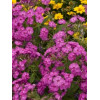 Floks wiechowaty 'Junior Dream ' Phlox paniculata