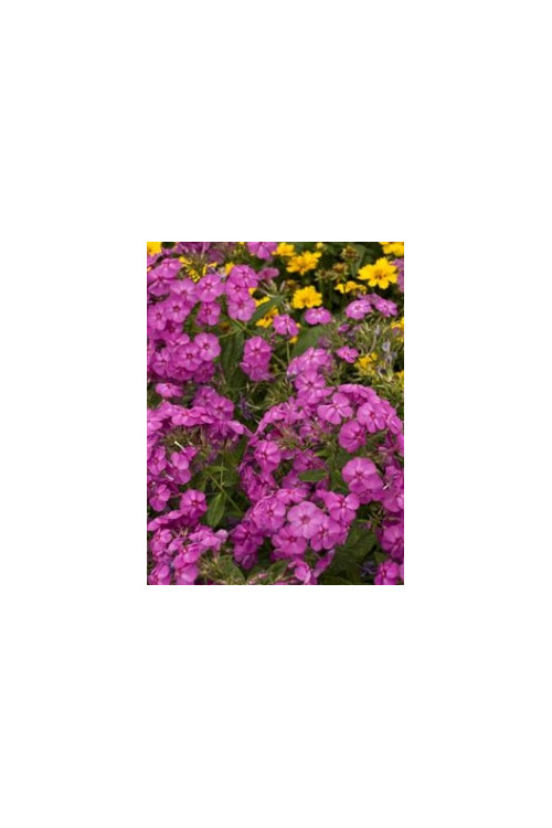 Floks wiechowaty 'Junior Dream ' Phlox paniculata