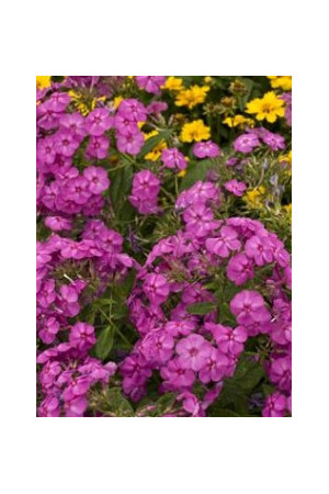 Floks wiechowaty 'Junior Dream ' Phlox paniculata