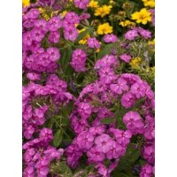 Floks wiechowaty 'Junior Dream ' Phlox paniculata