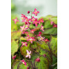 Epimedium czerwone | Epimedium rubrum