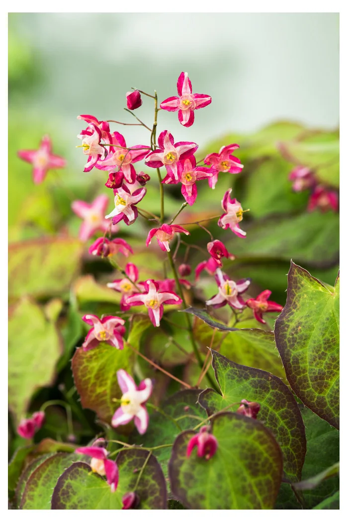 Epimedium czerwone | Epimedium rubrum