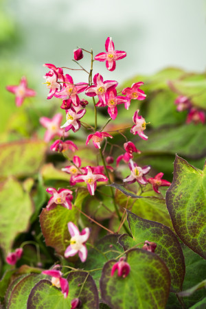 Epimedium czerwone | Epimedium rubrum