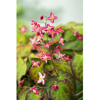 Epimedium czerwone | Epimedium rubrum