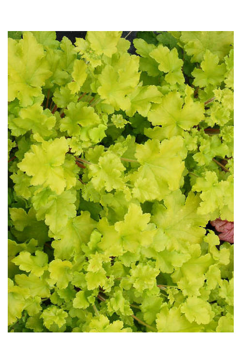 Żurawka 'Lime Marmalade' | Heuchera