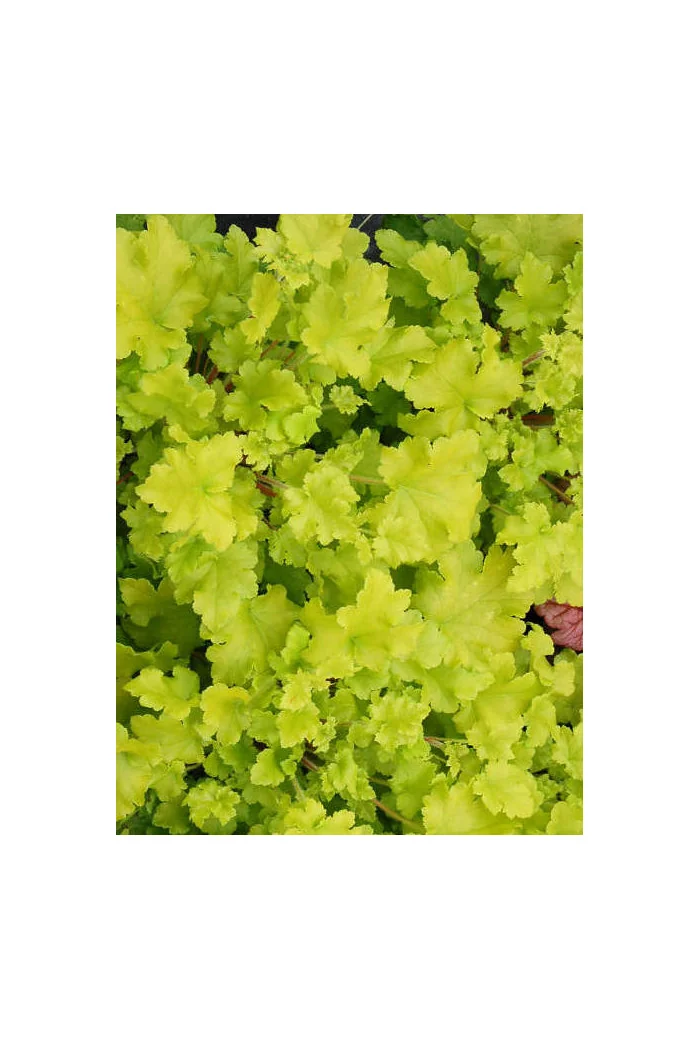 Żurawka 'Lime Marmalade' | Heuchera