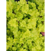 Żurawka 'Lime Marmalade' | Heuchera