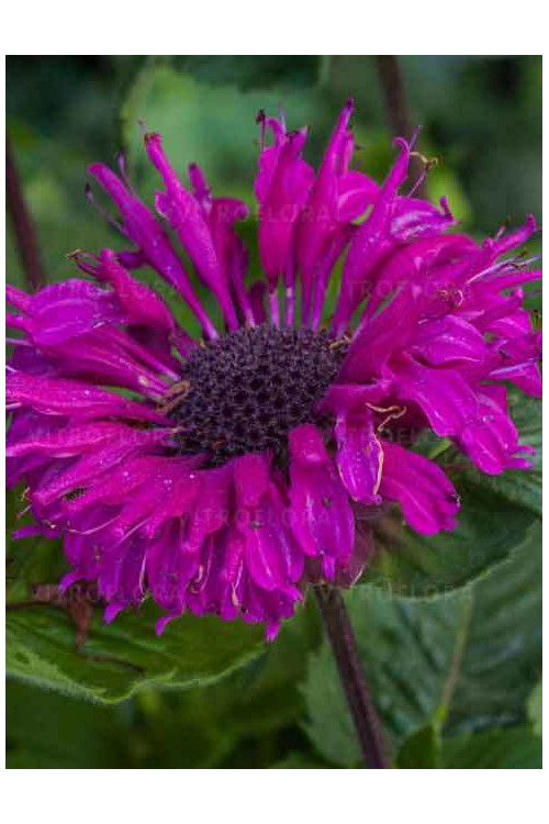 Pysznogłówka 'Bee True' | Monarda