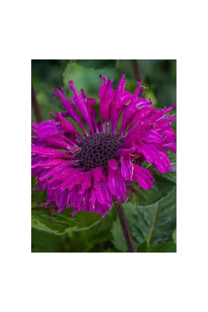 Pysznogłówka 'Bee True' | Monarda