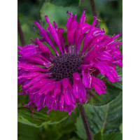 Pysznogłówka 'Bee True' | Monarda