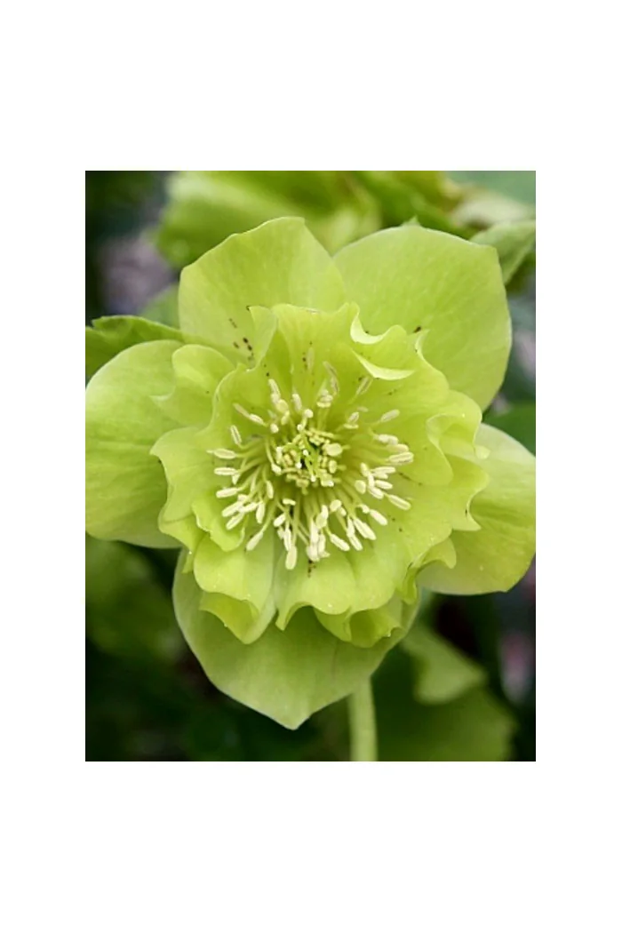 Ciemiernik orientalny 'Double Ellen Green' | Helleborus orientalis