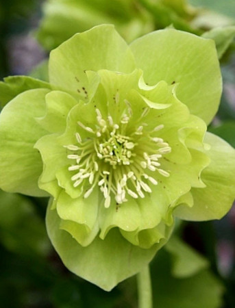 Ciemiernik orientalny 'Double Ellen Green' | Helleborus orientalis