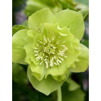 Ciemiernik orientalny 'Double Ellen Green' | Helleborus orientalis