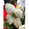 hortensja, hortensja bukietowa, hortensja Silver Dollar, hydrangea, hydrangea paniculata