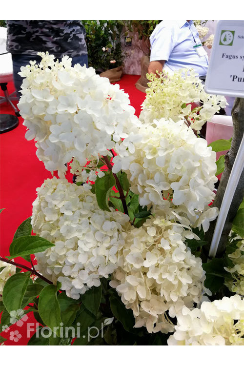hortensja, hortensja bukietowa, hortensja Silver Dollar, hydrangea, hydrangea paniculata