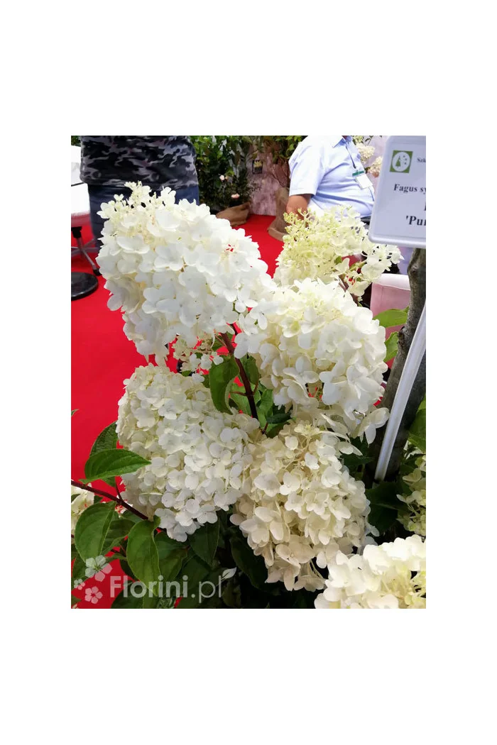 hortensja, hortensja bukietowa, hortensja Silver Dollar, hydrangea, hydrangea paniculata