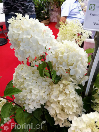 hortensja, hortensja bukietowa, hortensja Silver Dollar, hydrangea, hydrangea paniculata