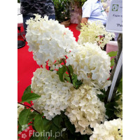 hortensja, hortensja bukietowa, hortensja Silver Dollar, hydrangea, hydrangea paniculata