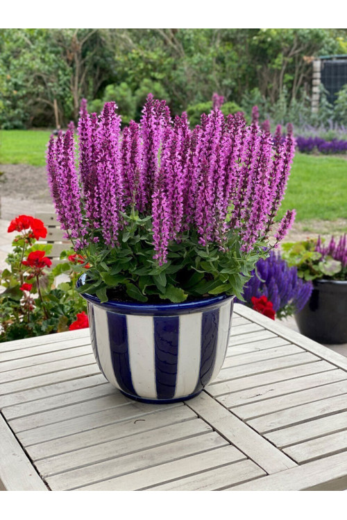 Szałwia 'Pink Rianne' | Salvia nemorosa
