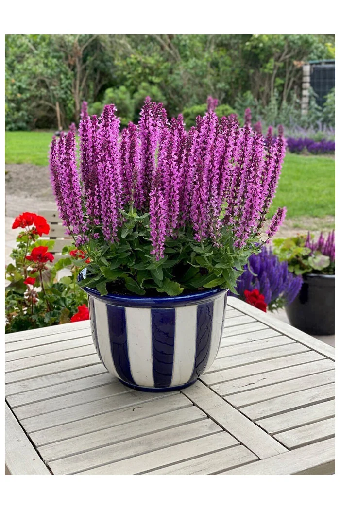 Szałwia 'Pink Rianne' | Salvia nemorosa