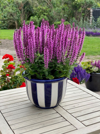 Szałwia 'Pink Rianne' | Salvia nemorosa