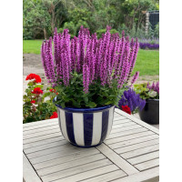 Szałwia 'Pink Rianne' | Salvia nemorosa