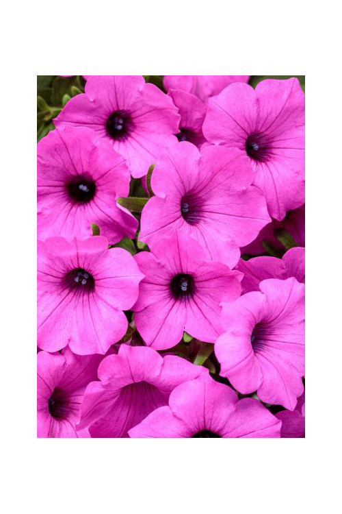 Supertunia Vista 'Jazzberry'