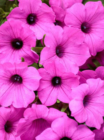 Supertunia Vista 'Jazzberry'