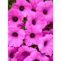 Supertunia Vista 'Jazzberry'