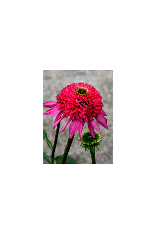 jeżówka, jeżówka Catharina,echinacea, echinacea Catharina