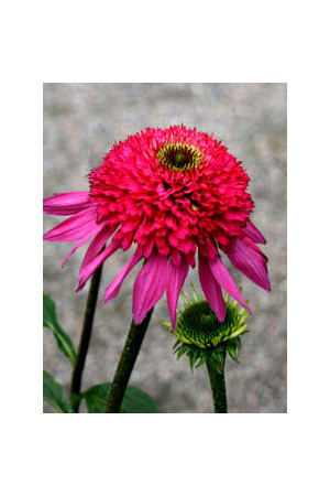jeżówka, jeżówka Catharina,echinacea, echinacea Catharina