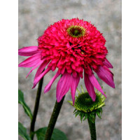 jeżówka, jeżówka Catharina,echinacea, echinacea Catharina