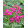 Krwawnik pospolity 'Cerise Queen' Achillea millefolia