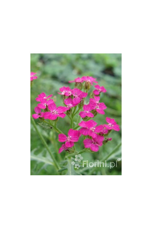 Krwawnik pospolity 'Cerise Queen' Achillea millefolia
